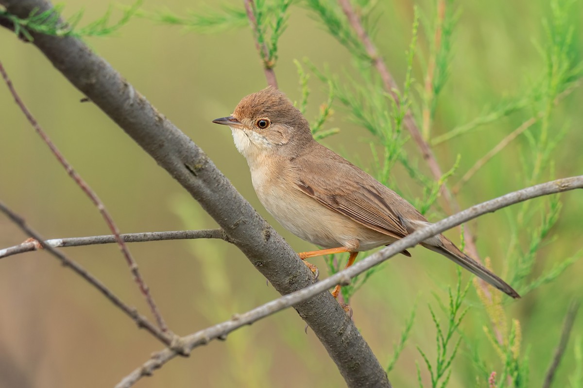 Menetries's Warbler - ML642320577