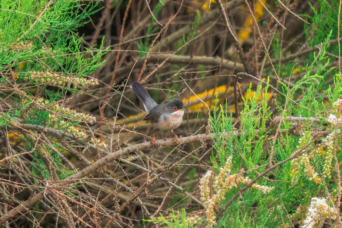 Menetries's Warbler - ML642320578