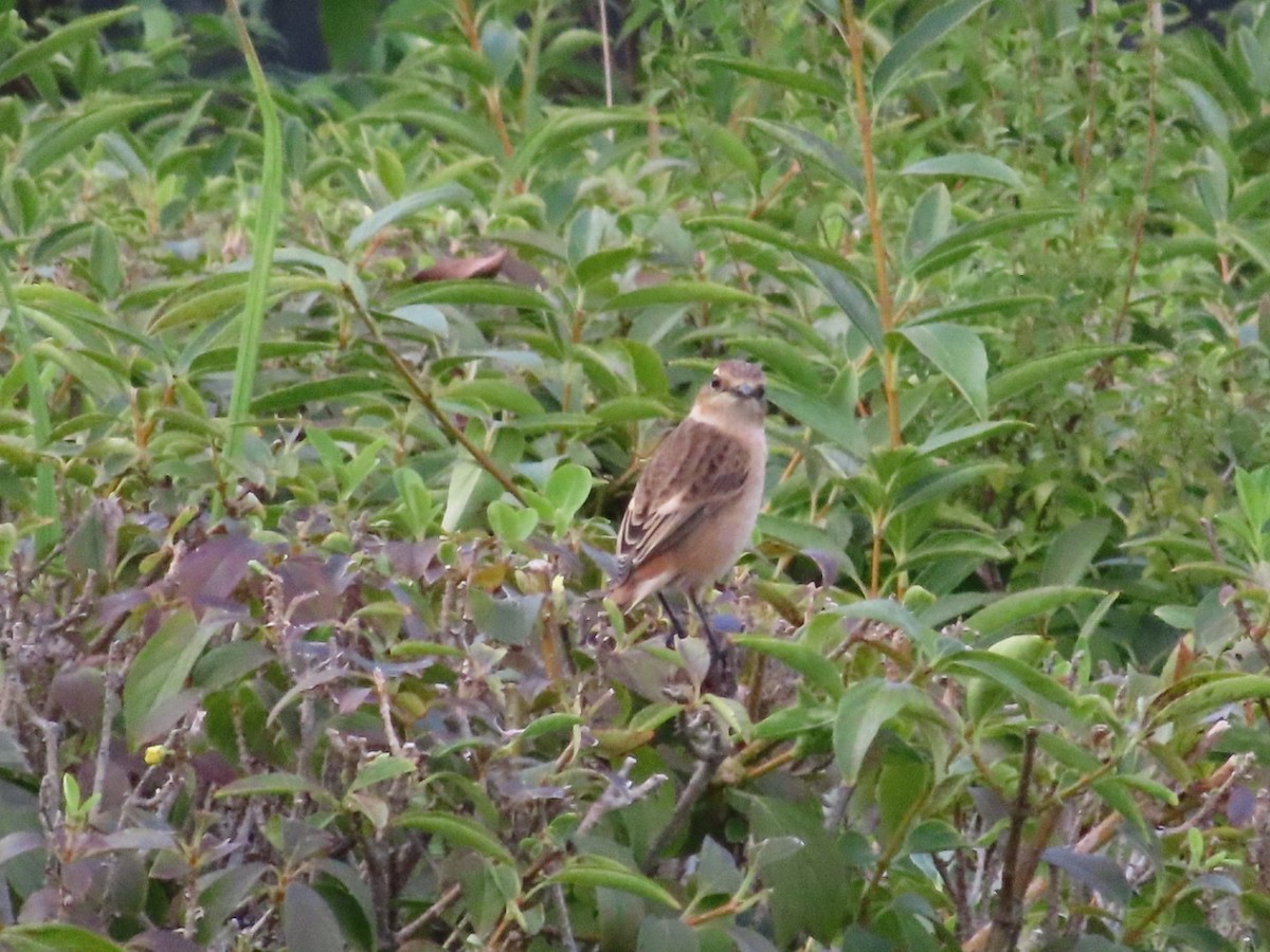 Amur Stonechat - ML642320597