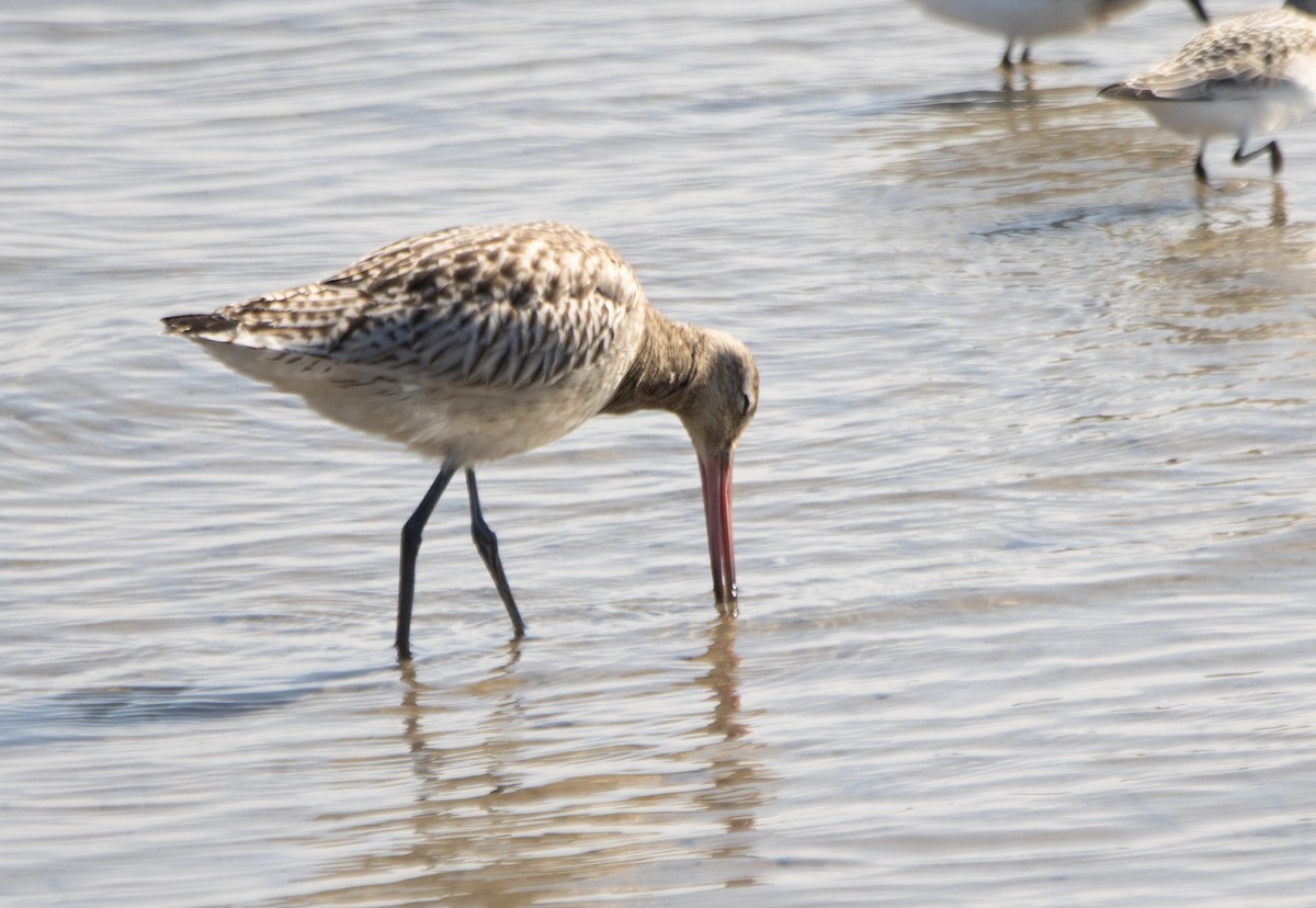 Bar-tailed Godwit - ML642320704