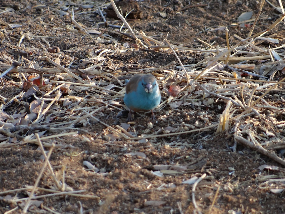 Southern Cordonbleu - ML642320752