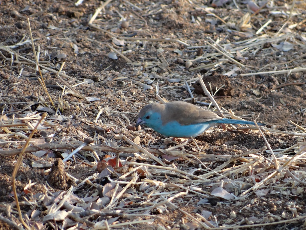 Southern Cordonbleu - ML642320753