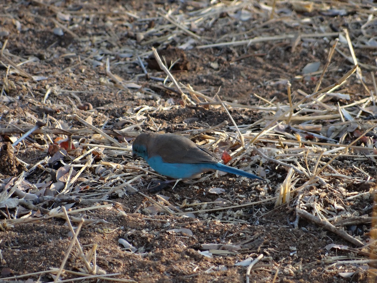 Southern Cordonbleu - ML642320754