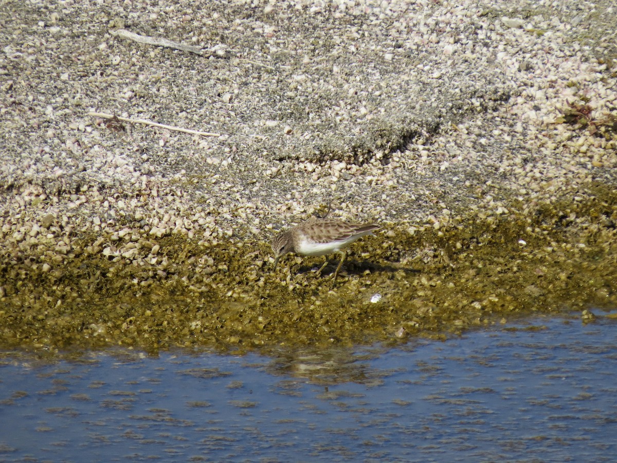 Least Sandpiper - ML642320770