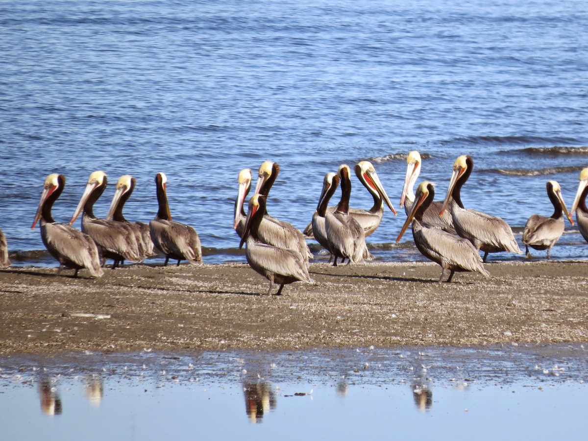 Brown Pelican - ML642320780