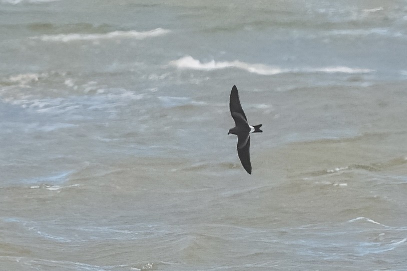 Leach's Storm-Petrel - ML642320781