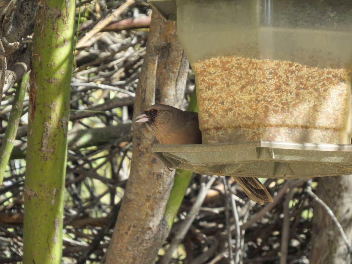 Abert's Towhee - ML642320791