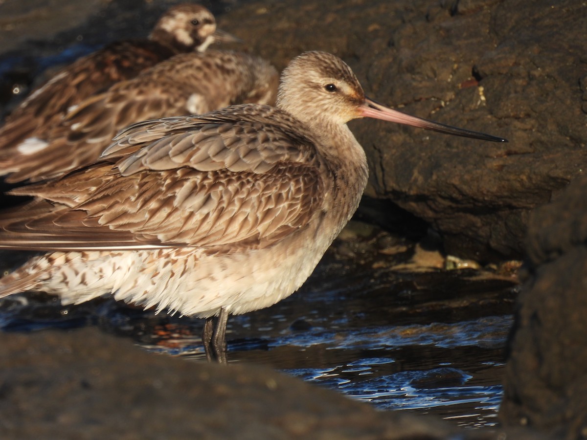 Bar-tailed Godwit (Siberian) - ML642320808