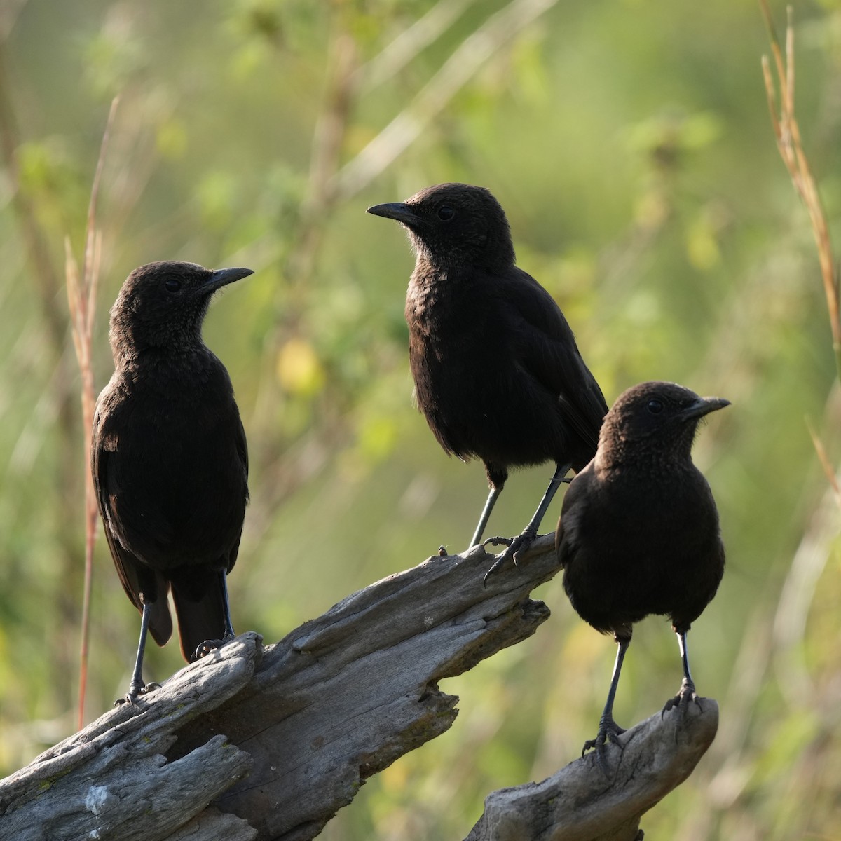 Northern Anteater-Chat - ML642320835