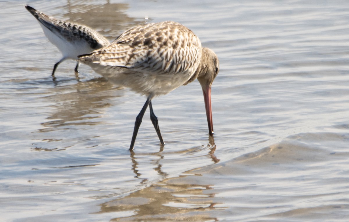 Bar-tailed Godwit - ML642320838