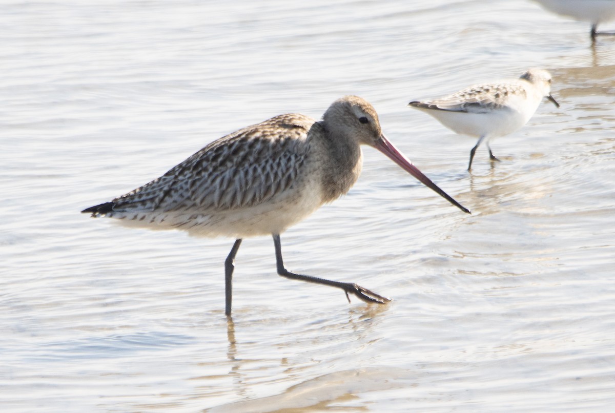 Bar-tailed Godwit - ML642320839