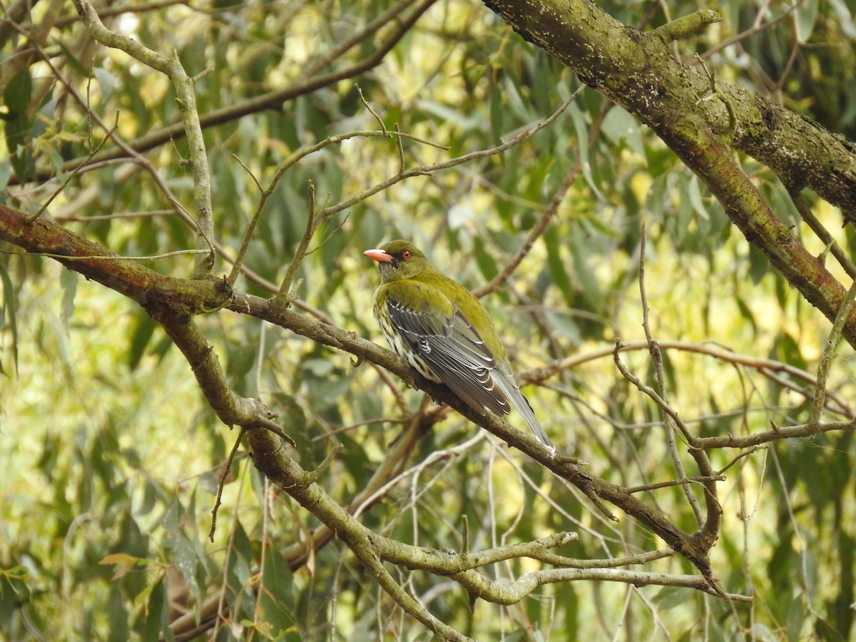 Olive-backed Oriole - ML642320852