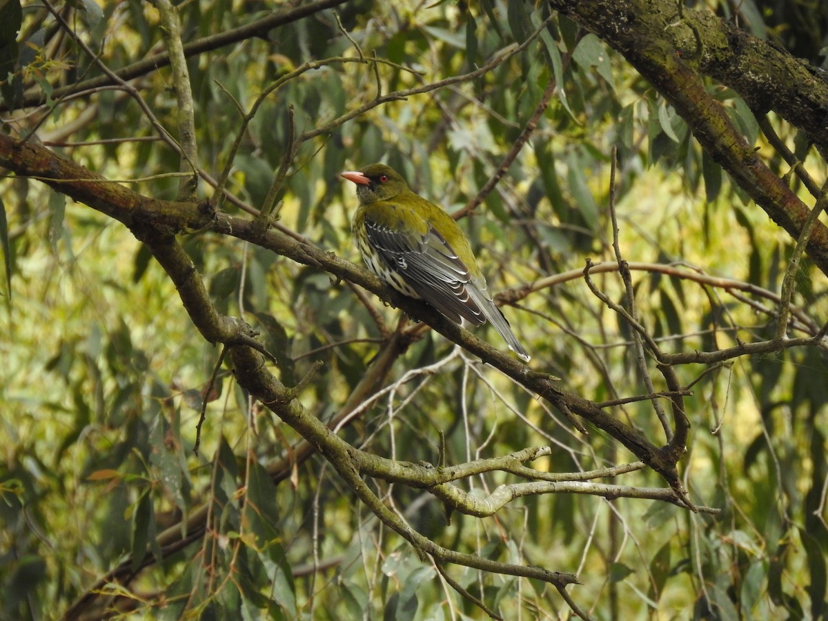 Olive-backed Oriole - ML642320853