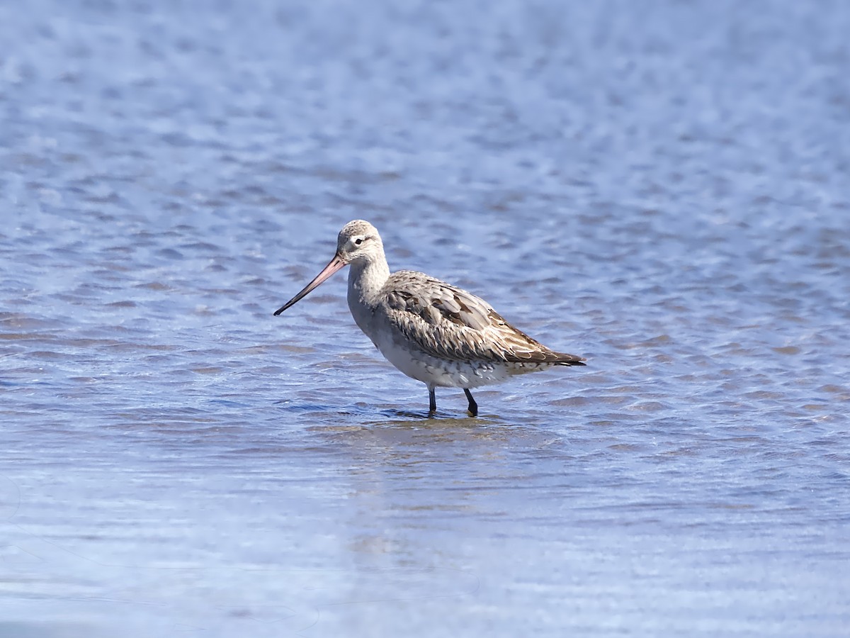 Bar-tailed Godwit (Siberian) - ML642320869