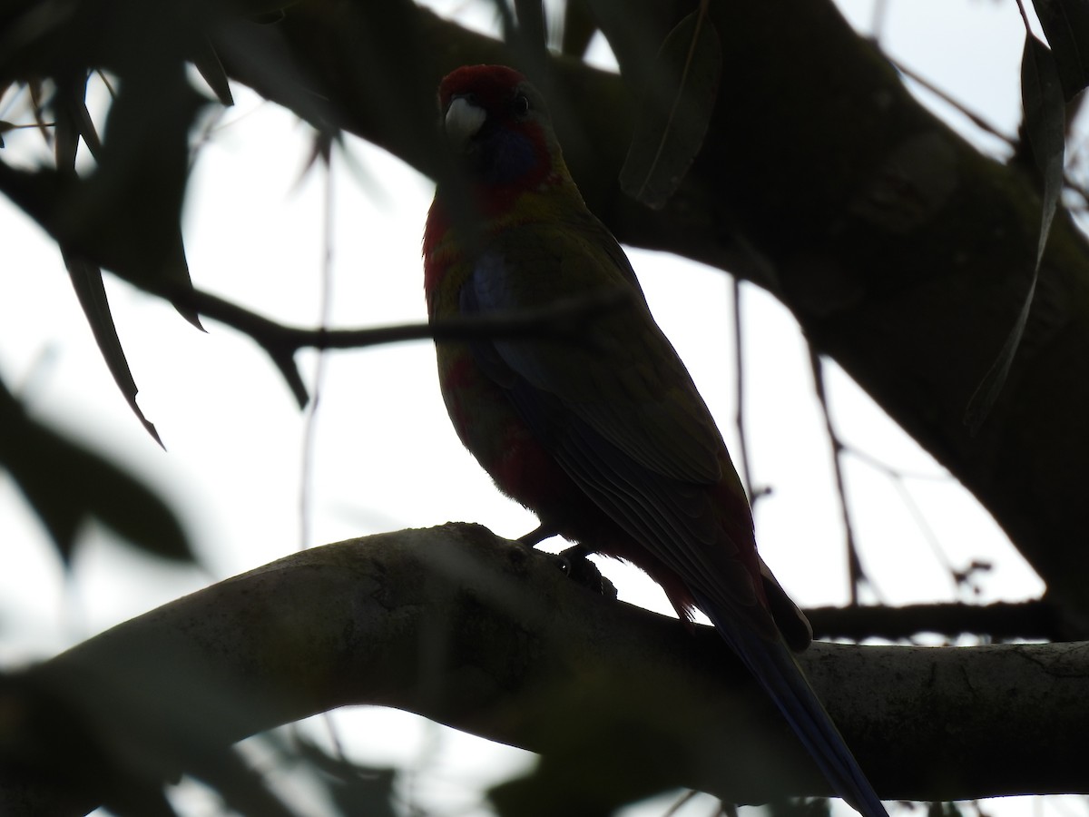 Crimson Rosella - ML642320873