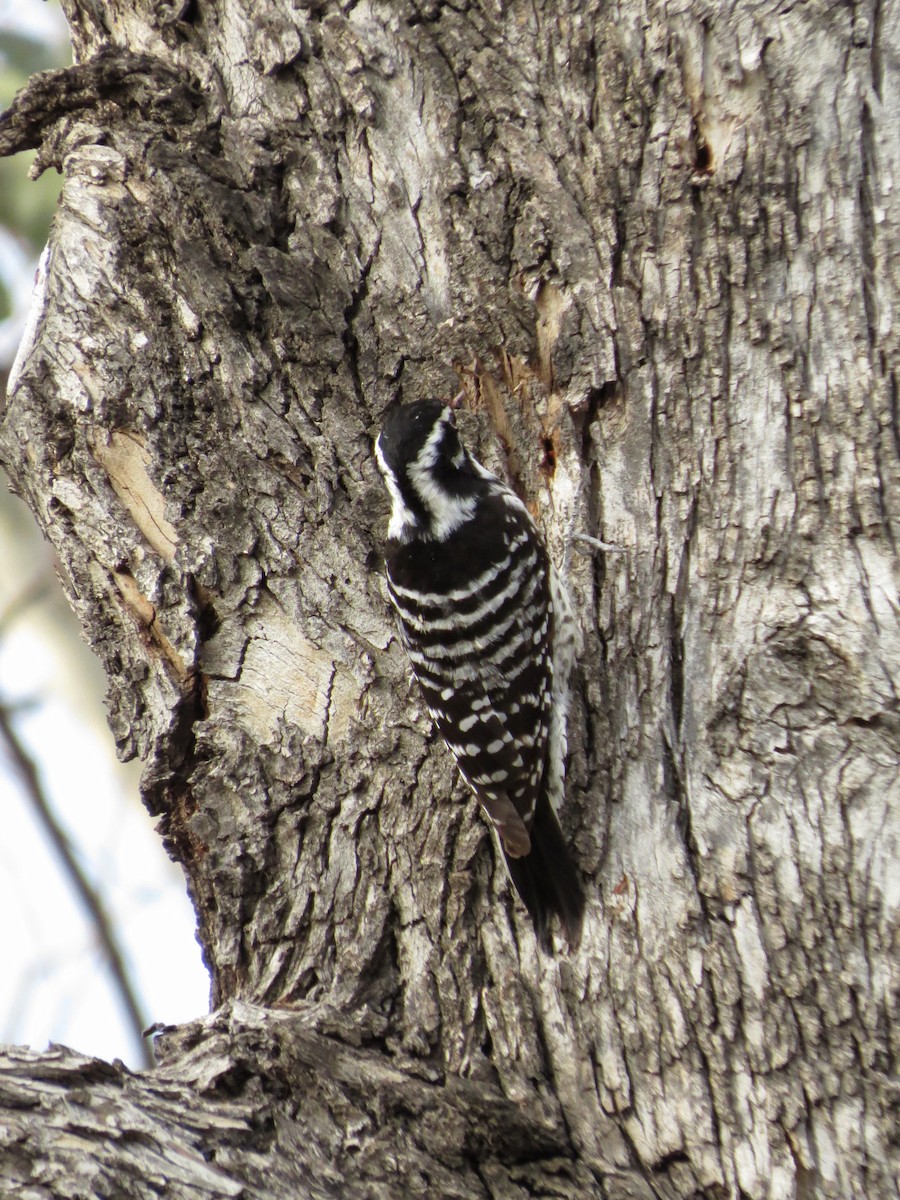 Nuttall's Woodpecker - ML642320927
