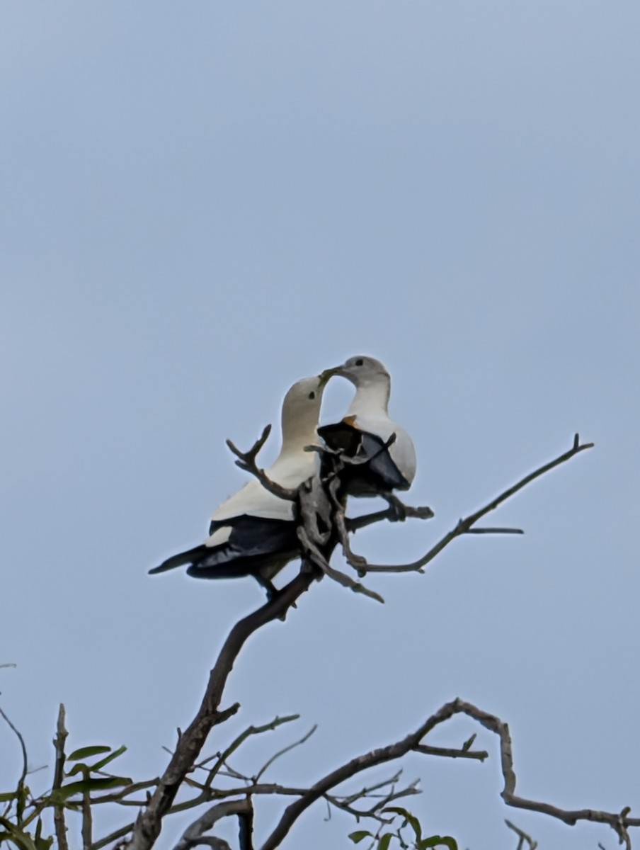 Torresian Imperial-Pigeon - ML642320980