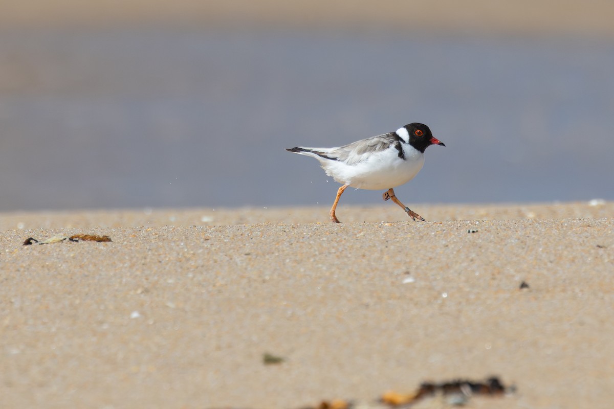 Hooded Plover - Nathan Bartlett