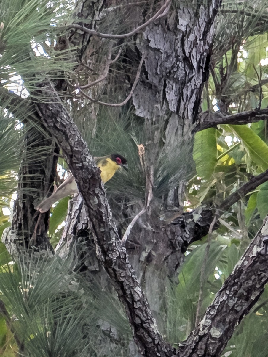 Australasian Figbird - ML642320984