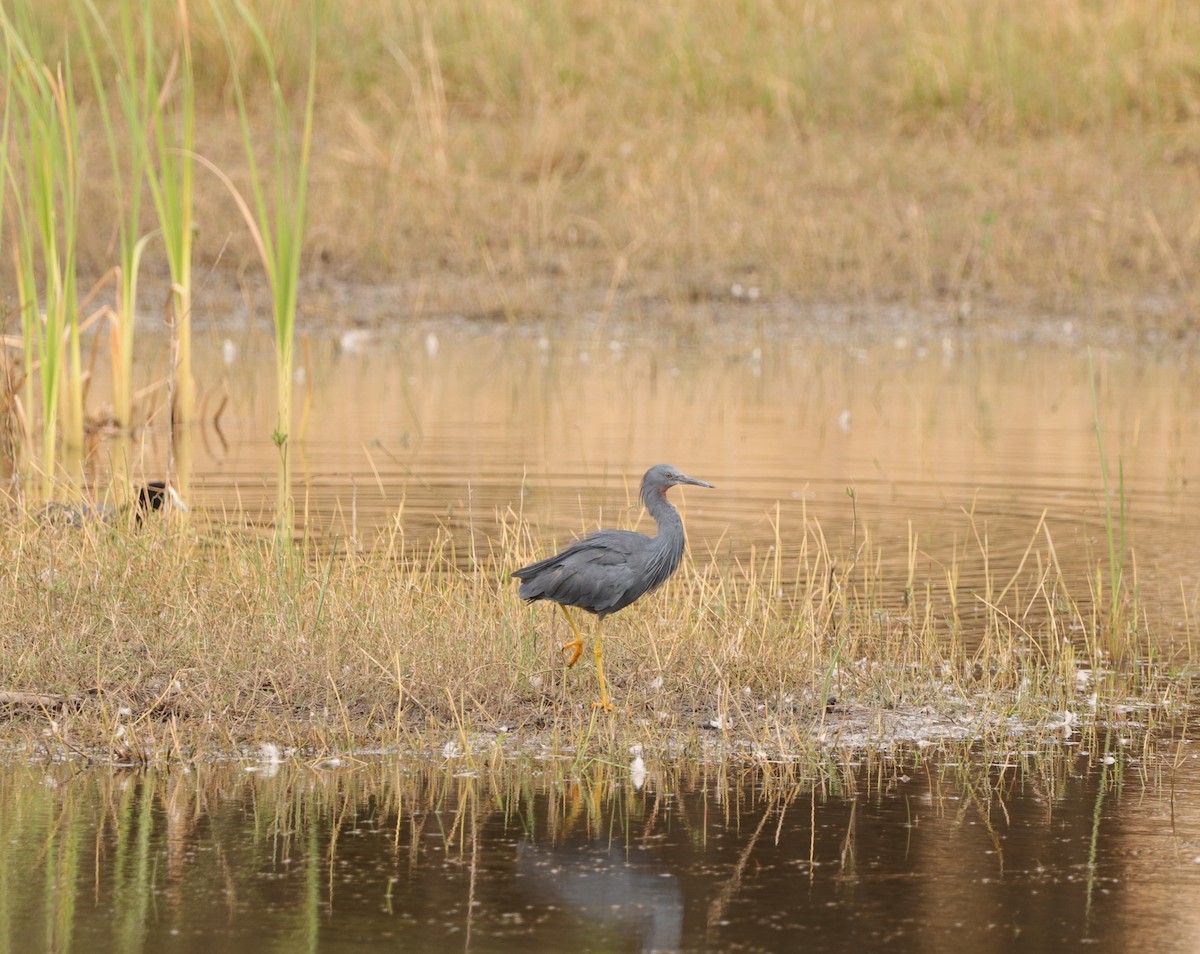 Slaty Egret - ML642320989
