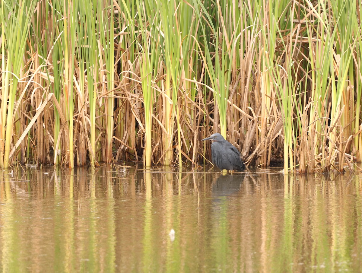 Slaty Egret - ML642320991