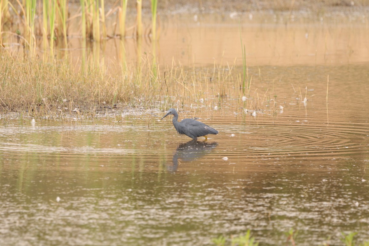 Slaty Egret - ML642320992