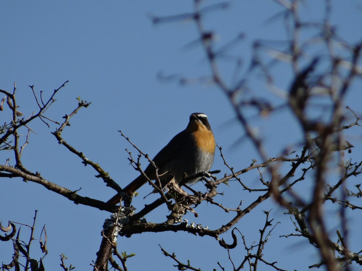Cape Robin-Chat - ML642320996