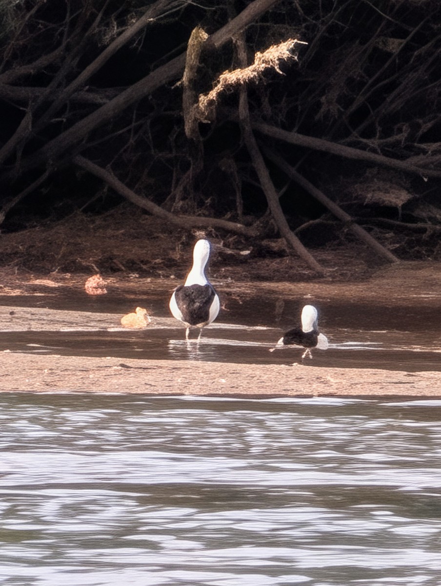 Radjah Shelduck - ML642320998