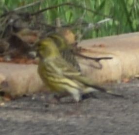European Serin - Sally Anderson
