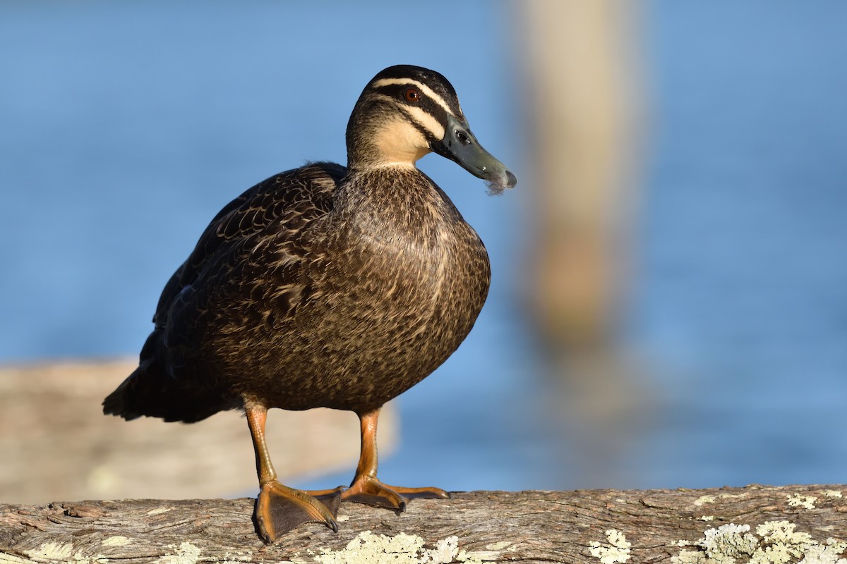 Pacific Black Duck - ML642321042