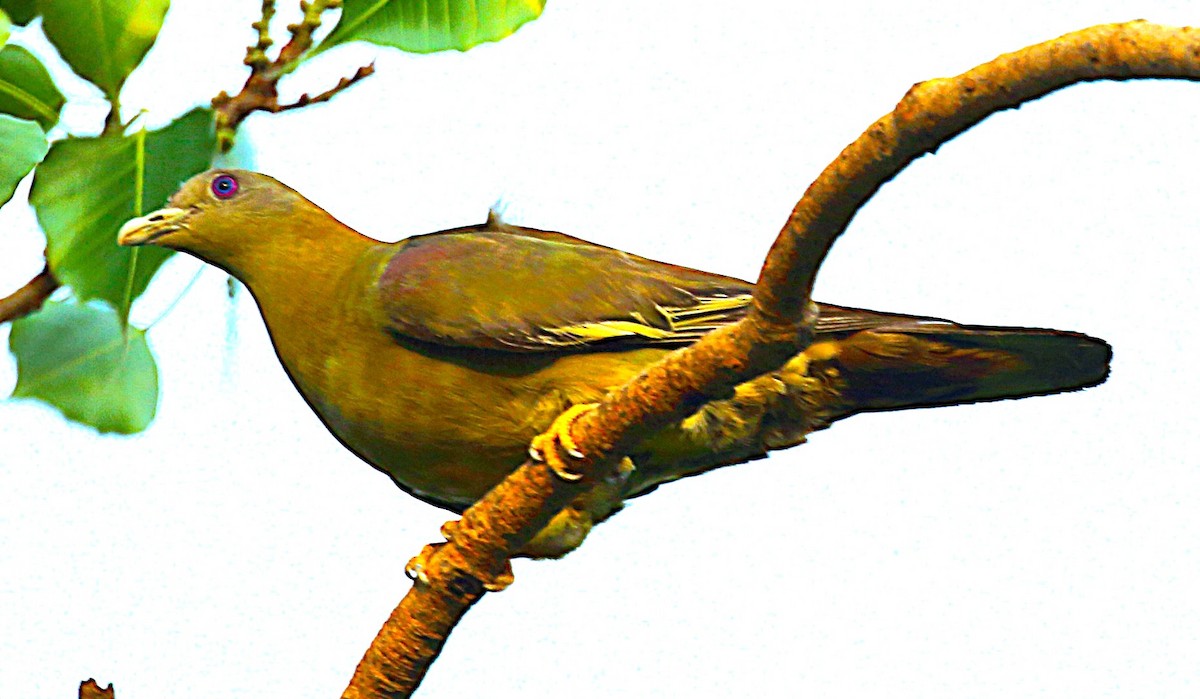 Vinago Patigualdo - ML642321043
