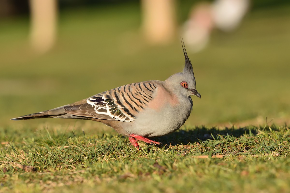Crested Pigeon - ML642321058