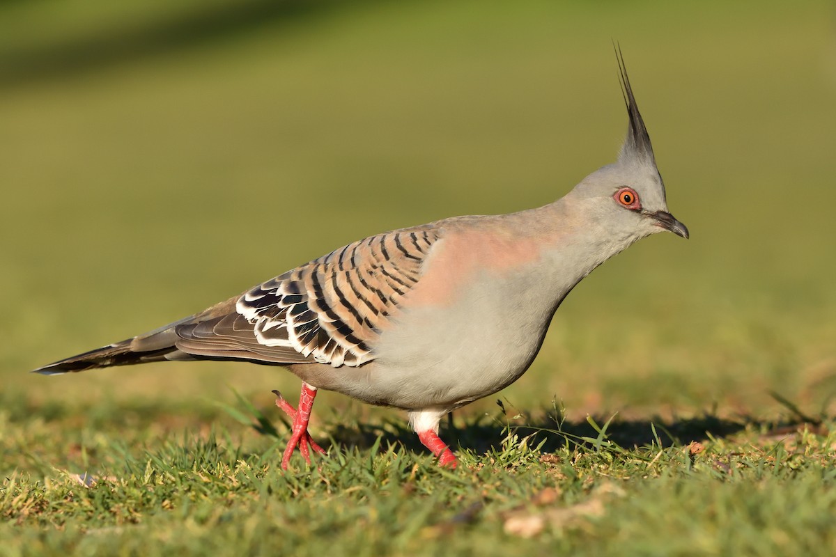 Crested Pigeon - ML642321064