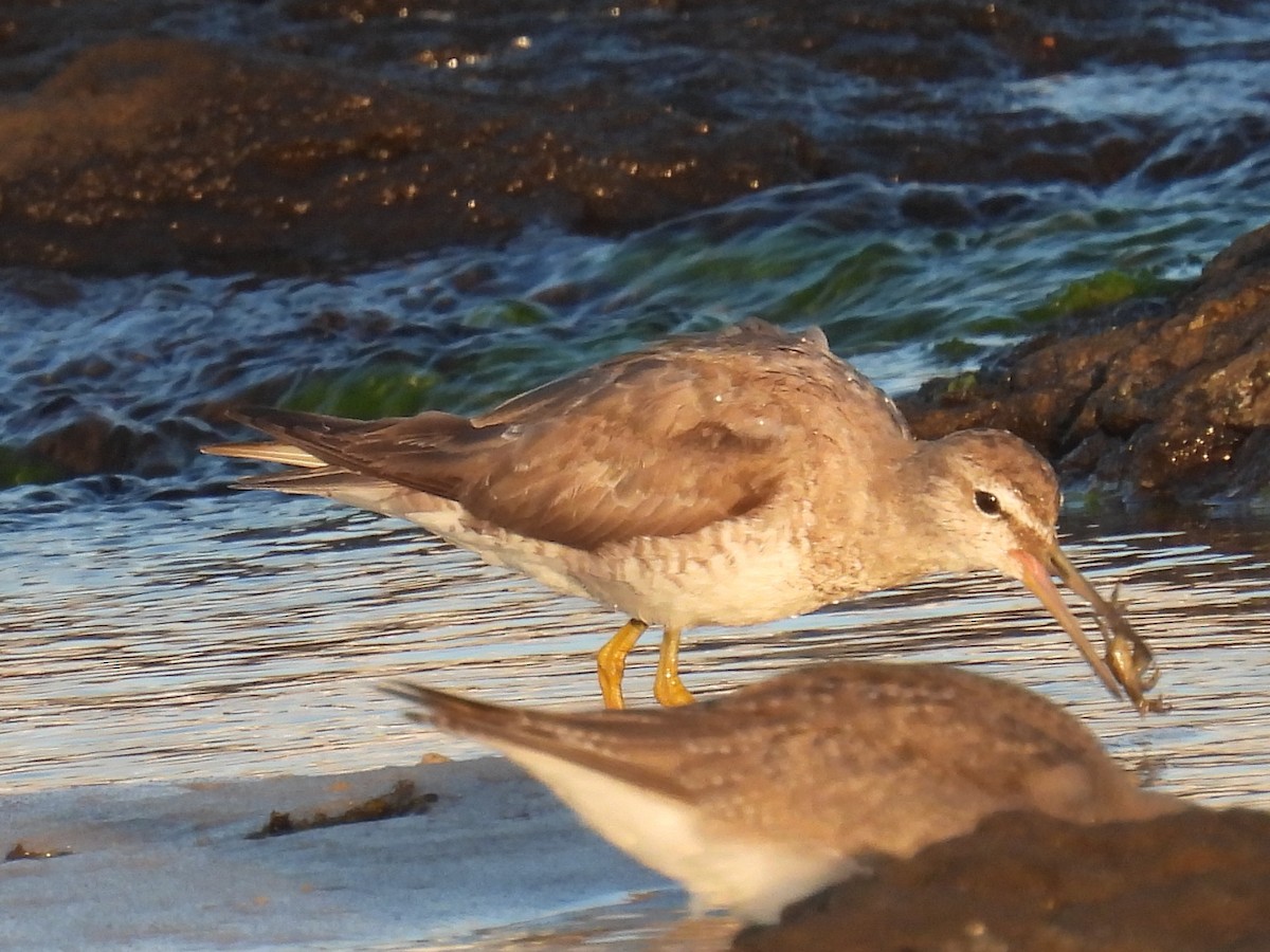Wandering Tattler - ML642321068