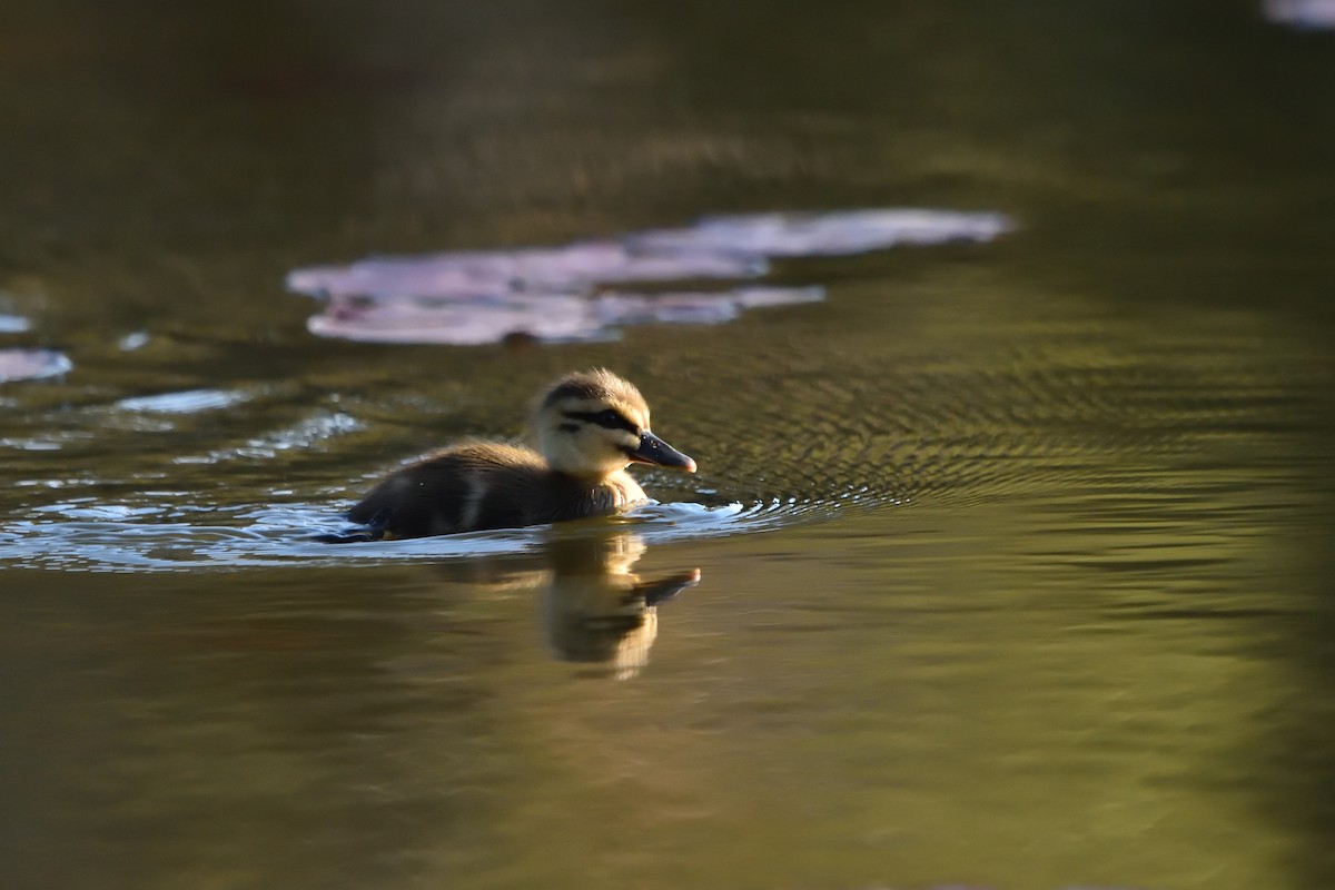 Pacific Black Duck - ML642321073