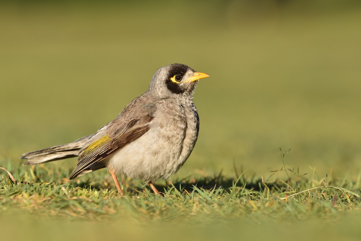 Noisy Miner - ML642321082