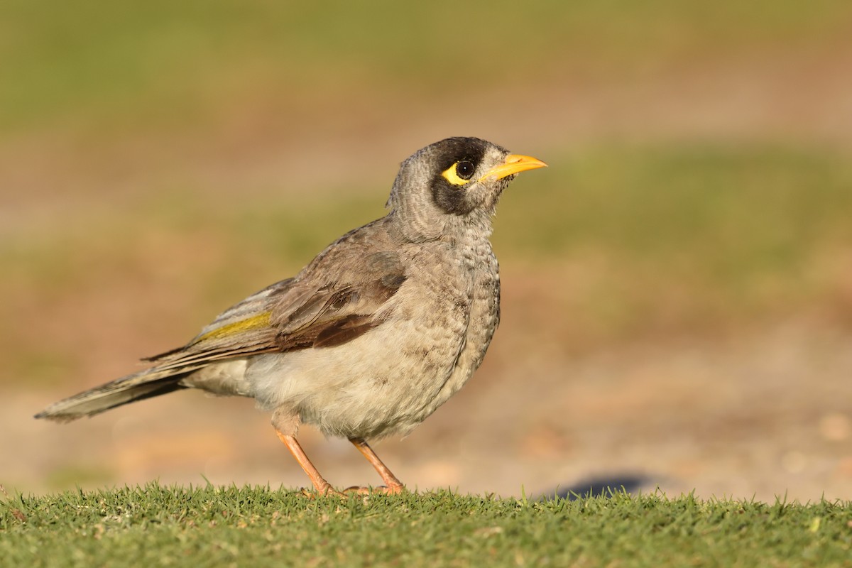 Noisy Miner - ML642321091