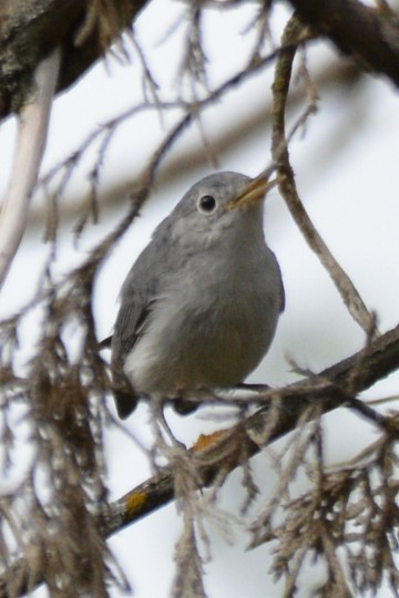 Blue-gray Gnatcatcher - ML642321092