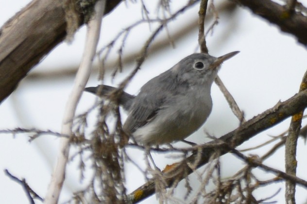 Blue-gray Gnatcatcher - ML642321093