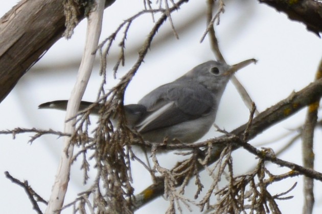 Blue-gray Gnatcatcher - ML642321094