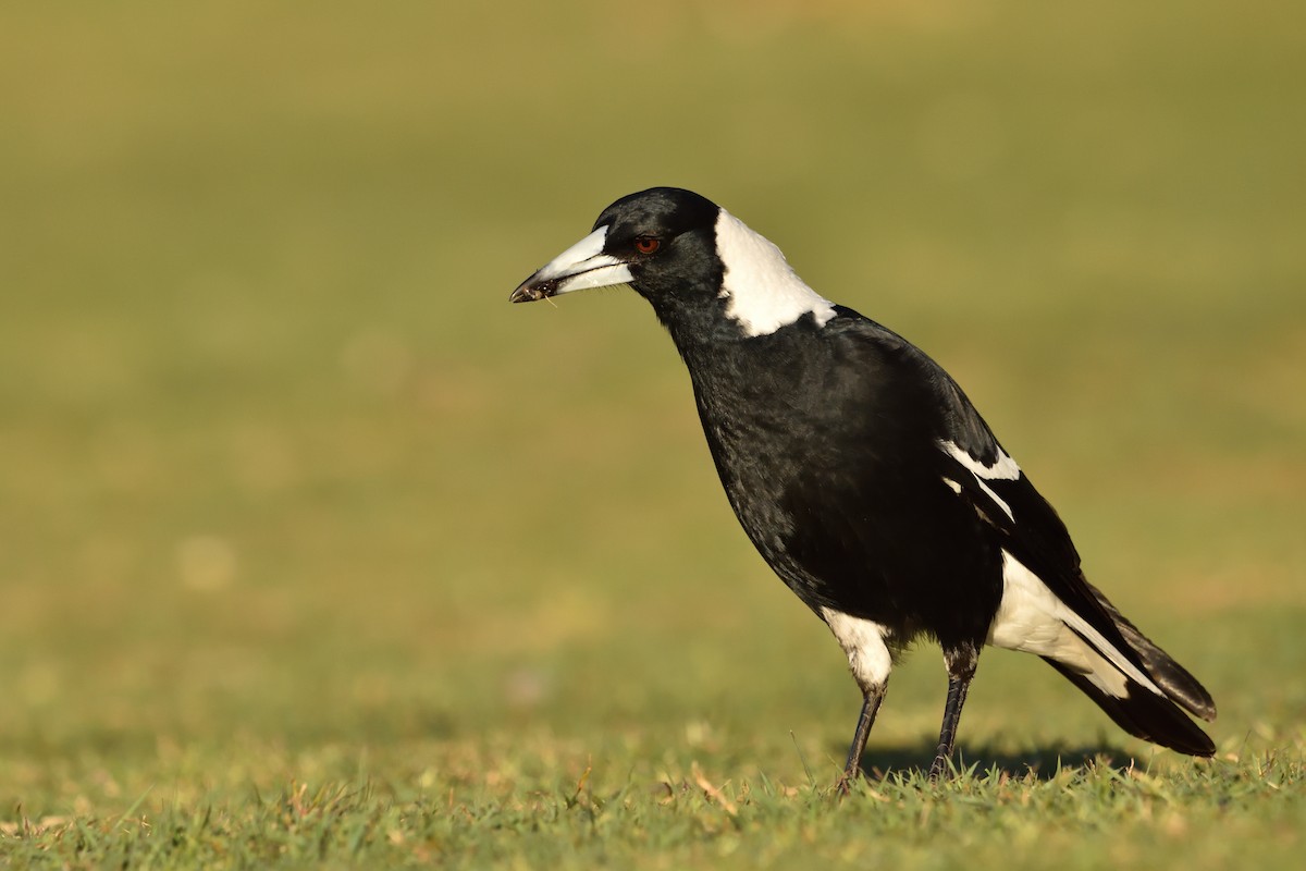 Australian Magpie - ML642321096