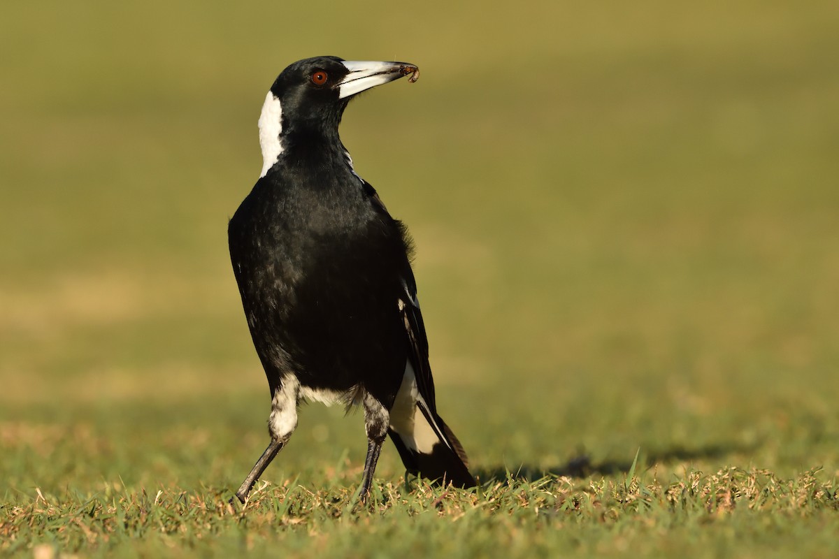 Australian Magpie - ML642321097