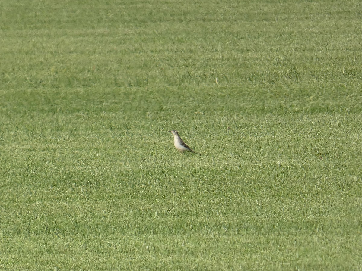 Western Yellow Wagtail - ML642321132