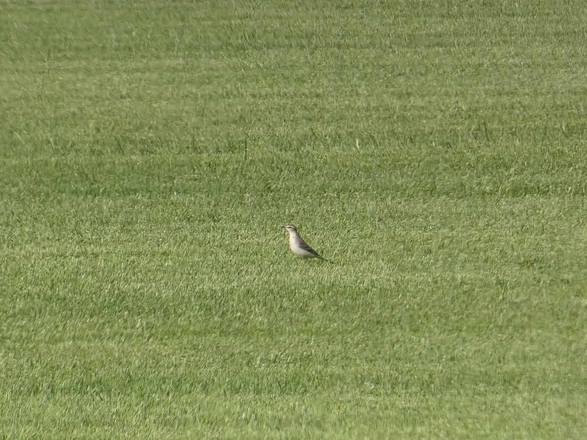 Western Yellow Wagtail - ML642321134