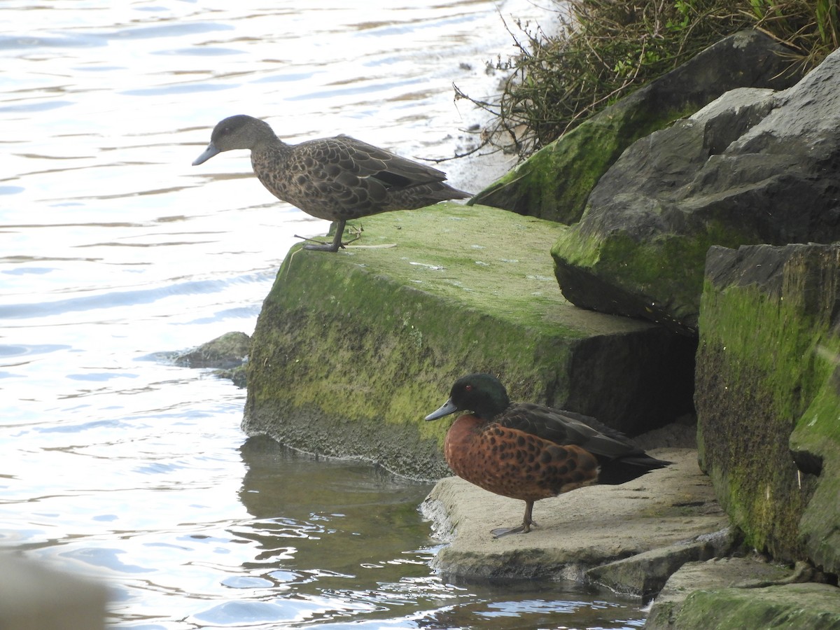 Chestnut Teal - ML642321165