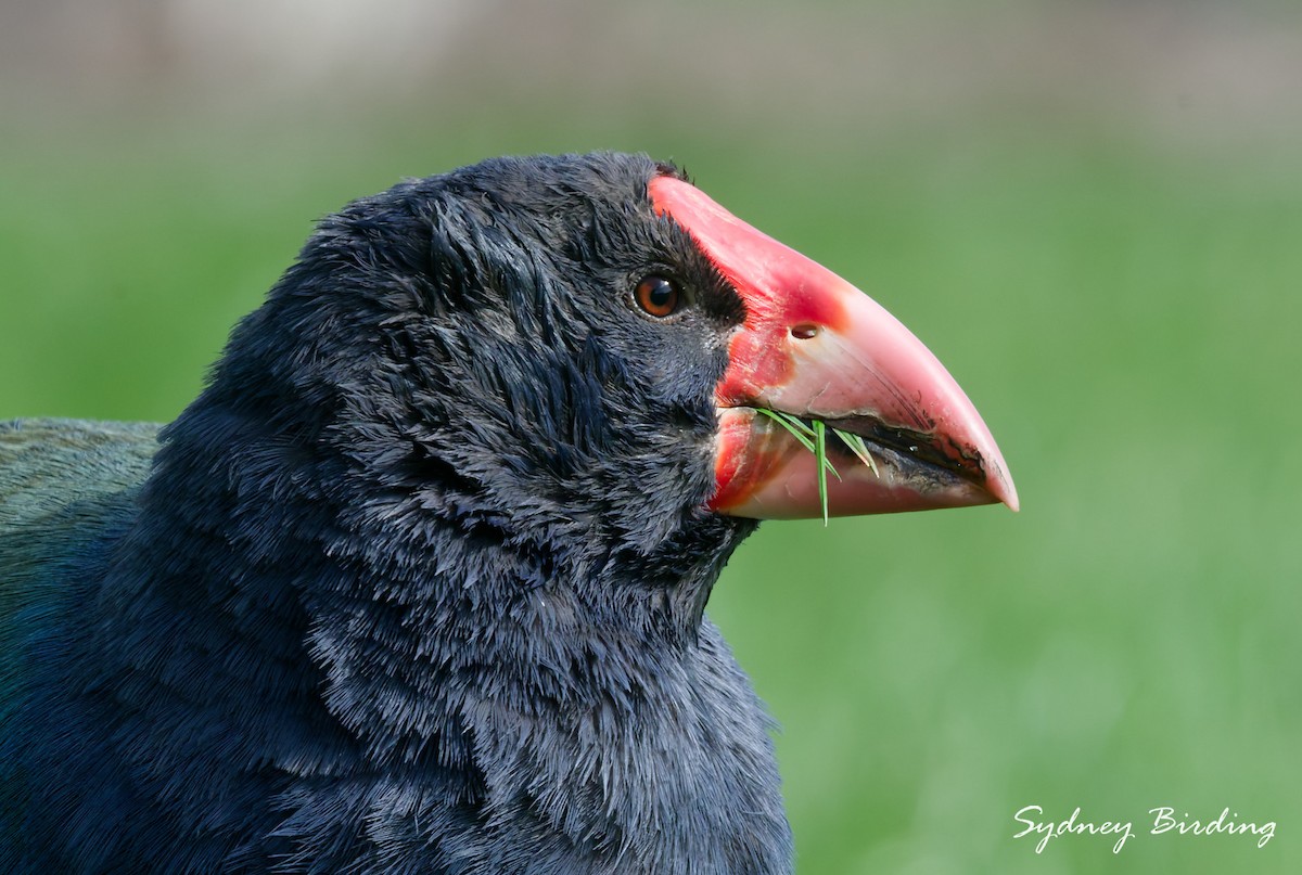 South Island Takahe - ML642321177