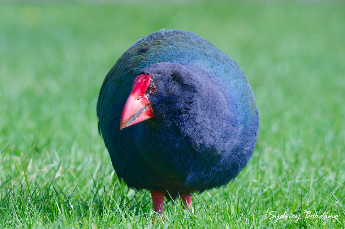 South Island Takahe - ML642321178