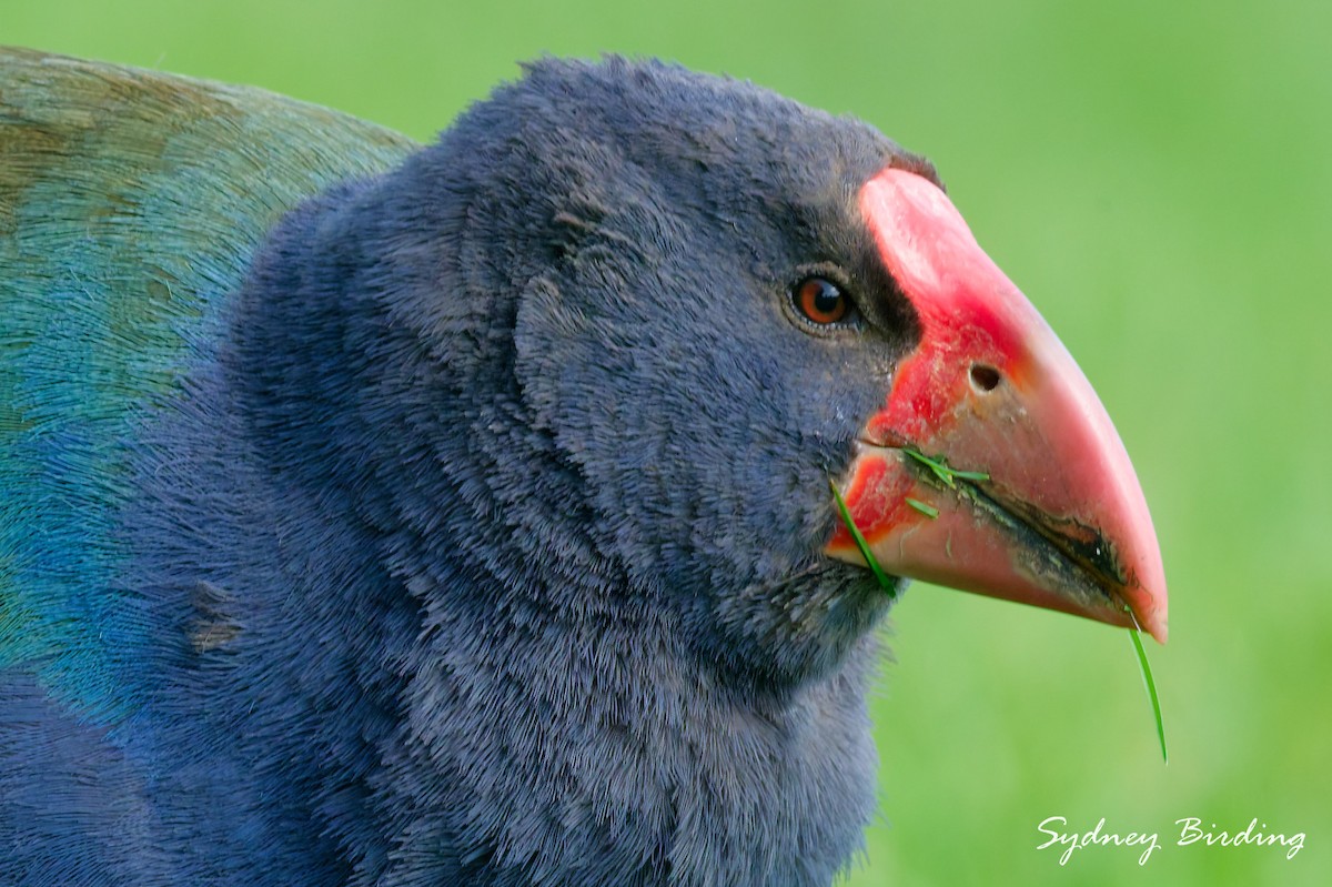 South Island Takahe - ML642321179