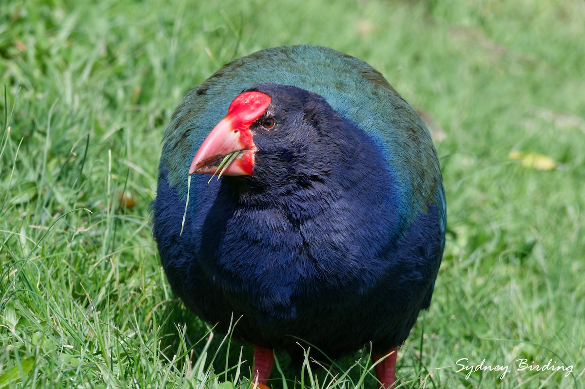 South Island Takahe - ML642321181