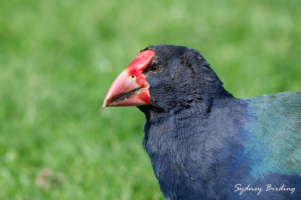 South Island Takahe - ML642321183